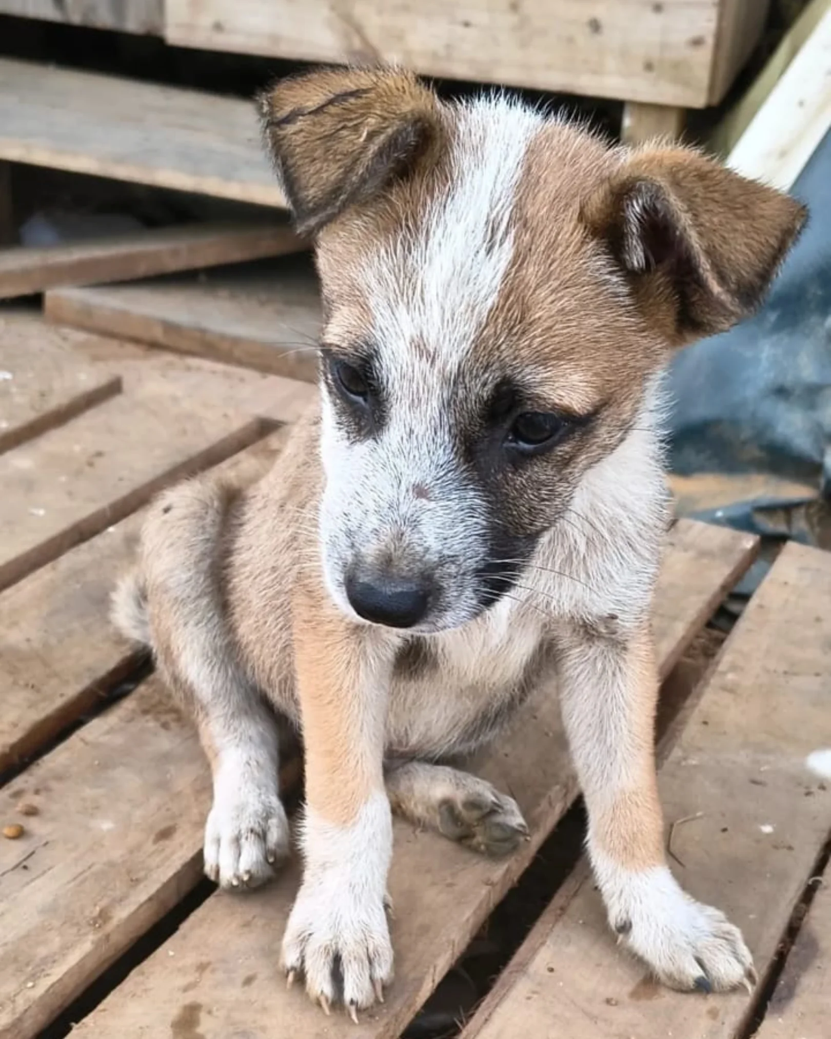 Cão comunitário 1