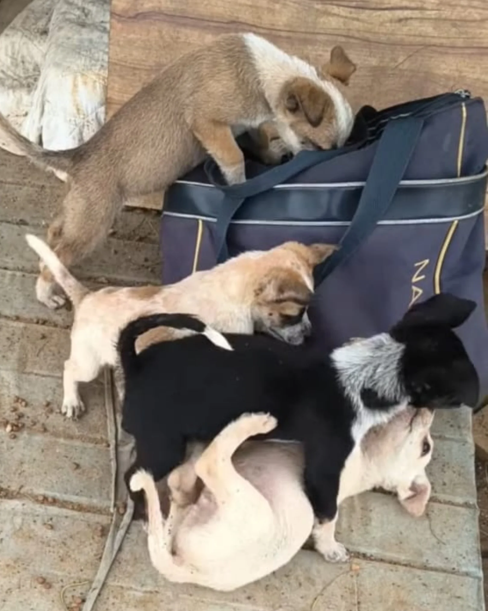 Cão comunitário 2