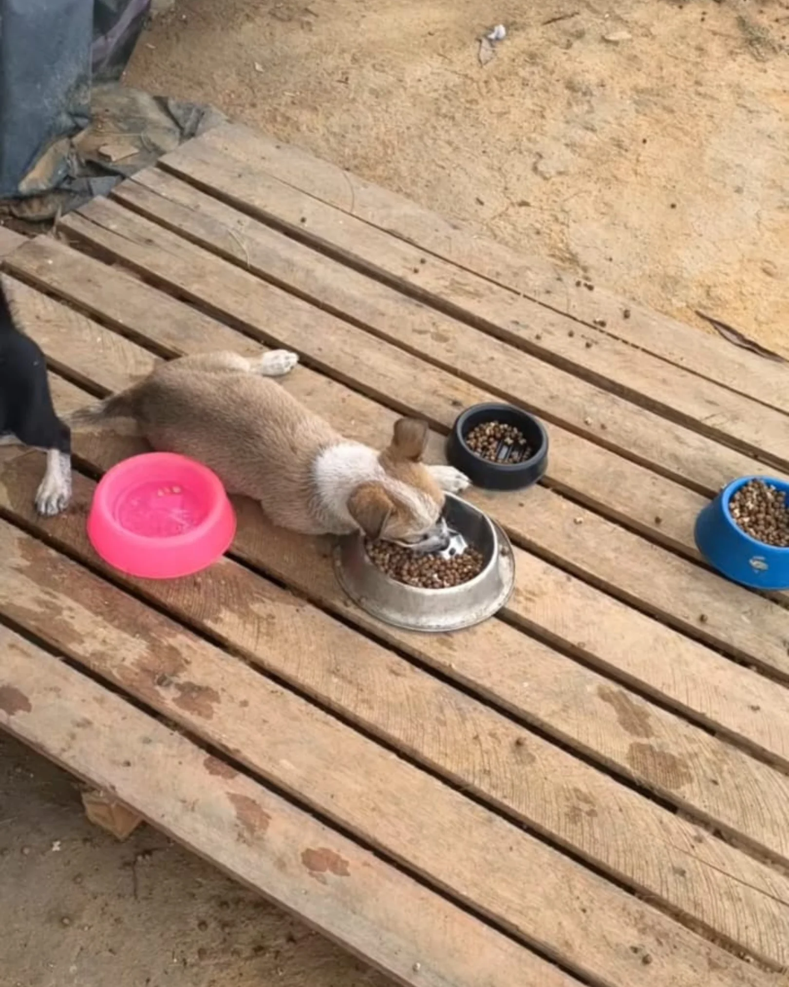 Cão comunitário 3